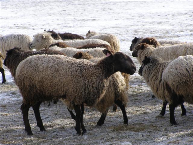 [P1050278+(Small).JPG]