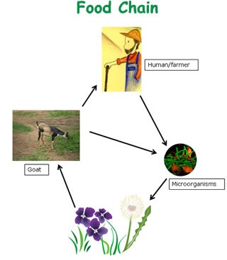 what is the shortest food chain in the food web