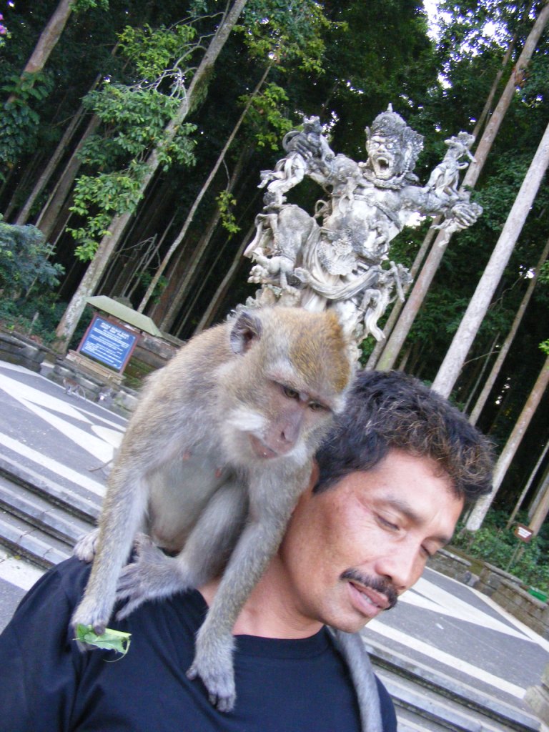 All about BALI: Sangeh