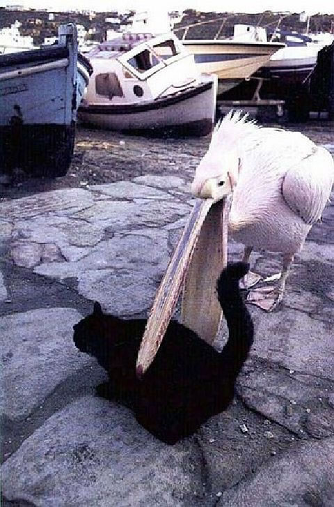 [94+A+Pelican+Eating+a+Cat.jpg]