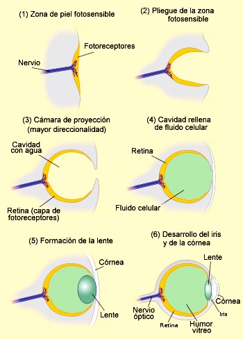 Evolucion del ojo