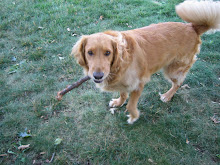 Jake, my 4-yr old golden retriever