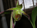 Phragmipedium longifolium