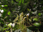 Acronia phalangifera