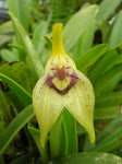 Masdevallia coriacea