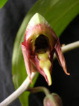 Catasetum maculatum