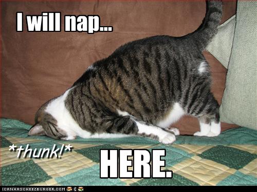 [funny-pictures-cat-will-nap-here.jpg]