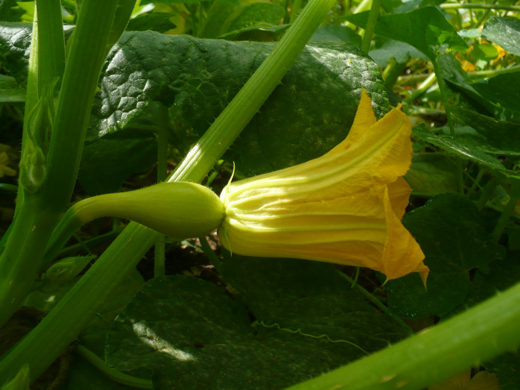The Enchanted Tree Stuffed Squash Blossoms.