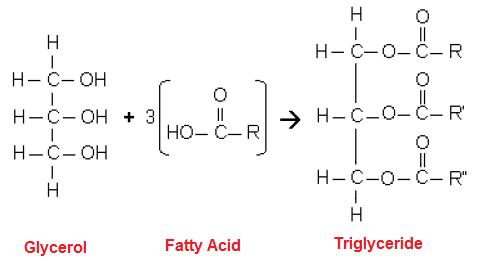 Structure of fats phospholipids and steroids