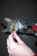 Our frend went to da Rainbow Bridge