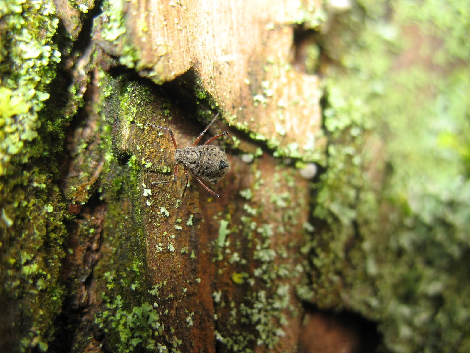 [Dromedarisluis.jpg]