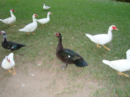 Patos Parque del Este