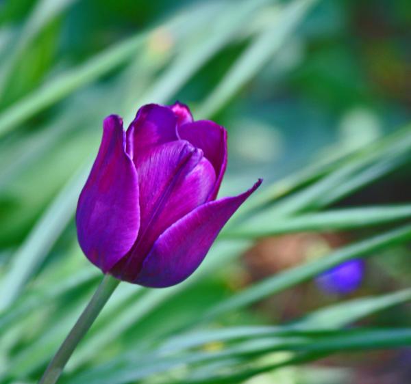 World Starluvhie Tulip Ungu Dan Kumbang World Starluvhie Tulip Ungu Dan Kumbang