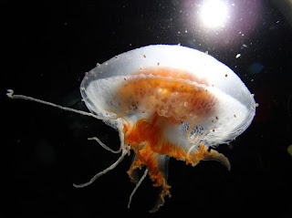 fenomers.blogspot.com 14 Spesies Ubur - Ubur Terindah di Dunia
