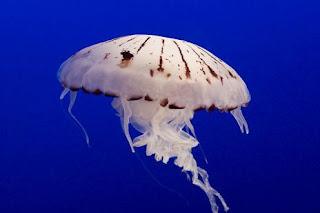 fenomers.blogspot.com 14 Spesies Ubur - Ubur Terindah di Dunia