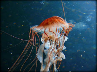 fenomers.blogspot.com 14 Spesies Ubur - Ubur Terindah di Dunia
