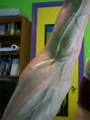 Muscle Veins