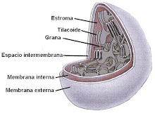 GRUPOS TAXONOMICOS DE MICROORGANISMO