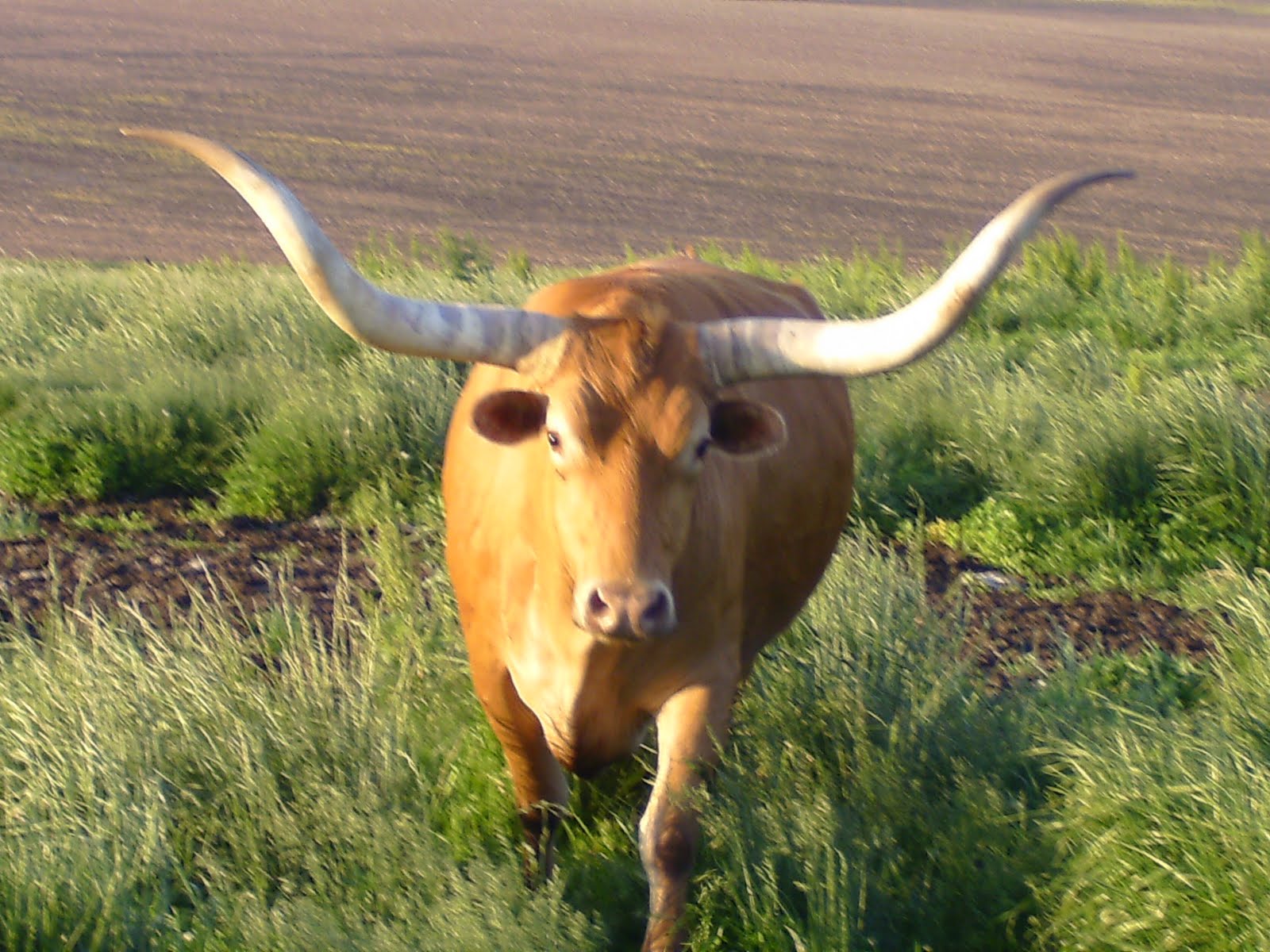 Long Horned Bull