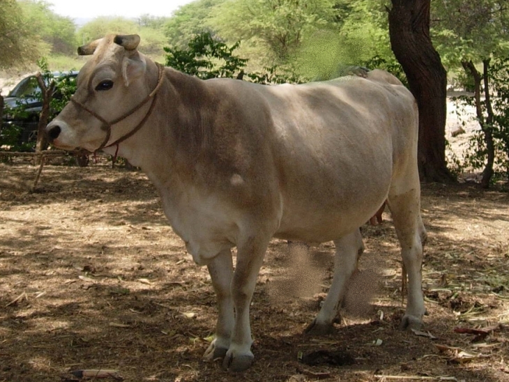 INSEMINACION ARTIFICIAL GANADO VACUNO inseminacion artificial ganado vacuno: