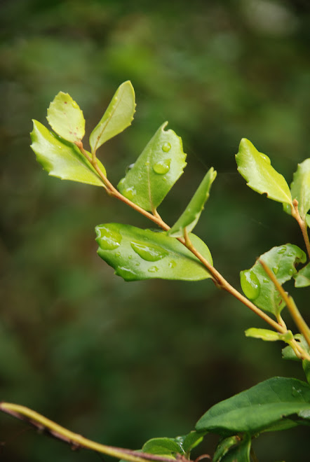 plantita