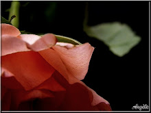Une Rose ...