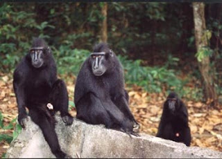 celebes black monkey celebes black monkey