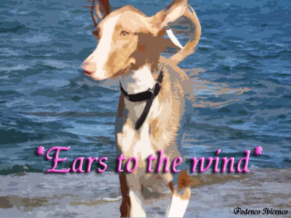 *Ears To The Wind*