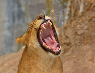 Funny Stuff: Very Funny Images Of Open Mouth Of Animals
