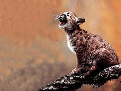 Funny Stuff: Very Funny Images Of Open Mouth Of Animals