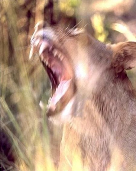 Funny Stuff: Very Funny Images Of Open Mouth Of Animals