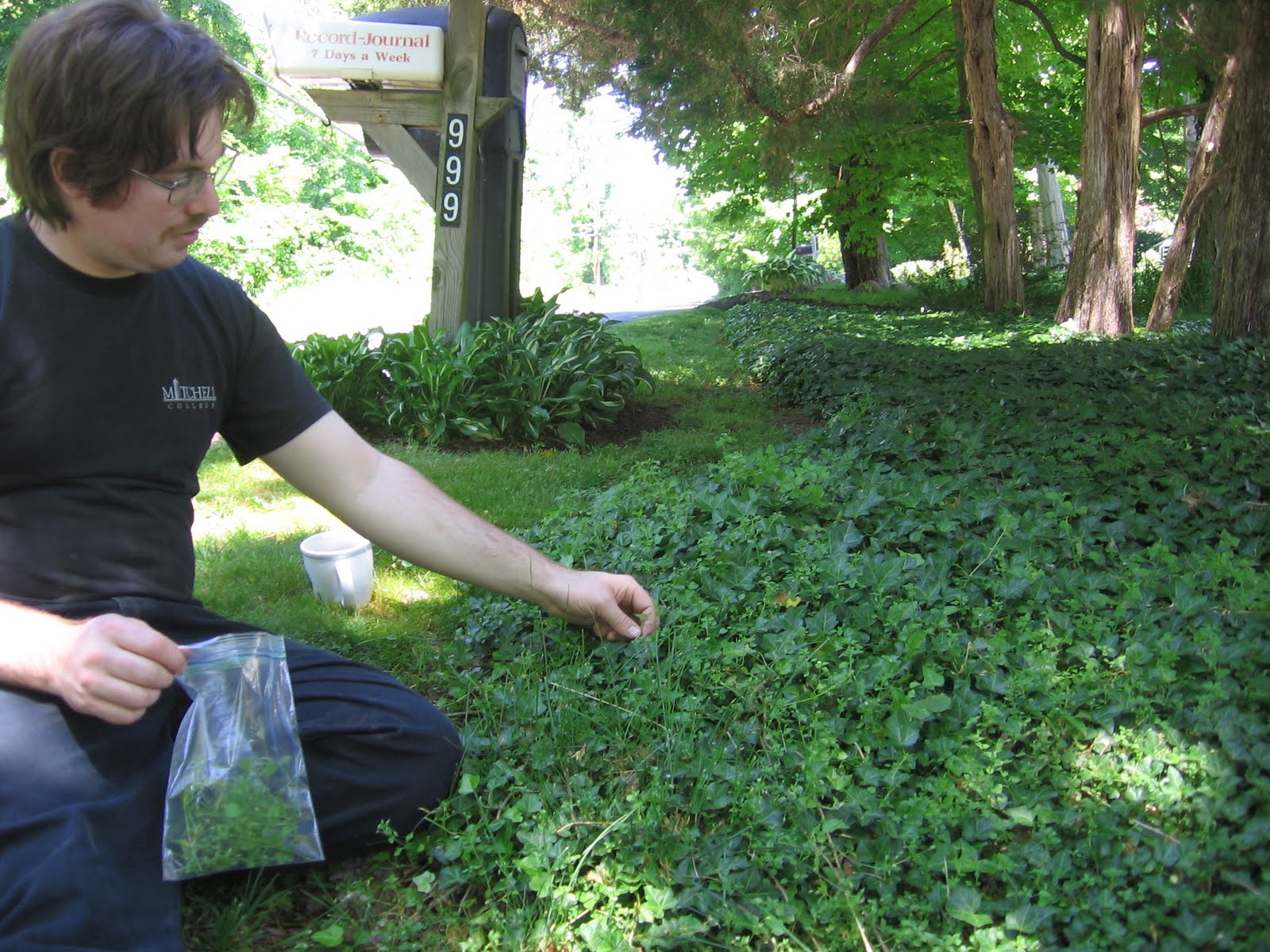 The Foraging Family Chickweed
