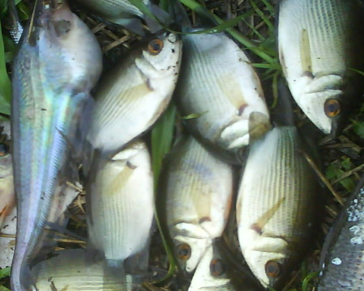 Ikan Tembakang