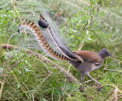 lyrebird talented most superb bird australia flora fauna sound any