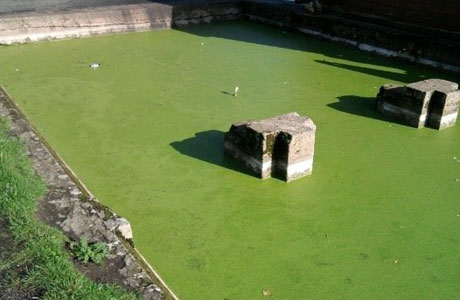 lawn algae