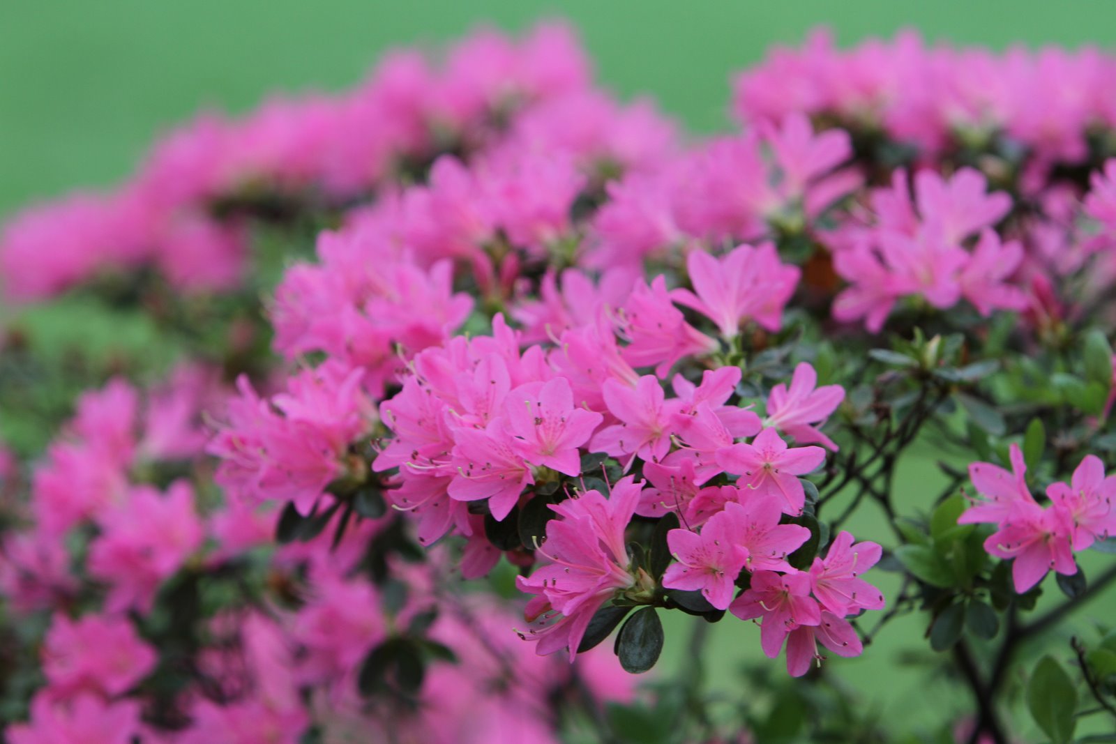 Powell Gardens Blog Tis The Season For A Million Blooms At