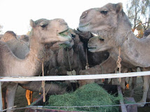 Hungry Camels