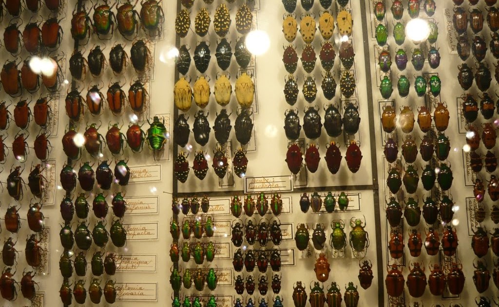 MAURITIUS ISLAND Ile Maurice Insects Collection