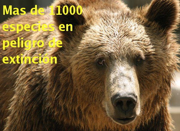 Conciencia Animal