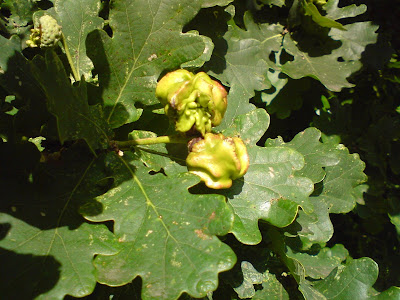 Oak Gall