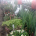 Master Gardener Sale!