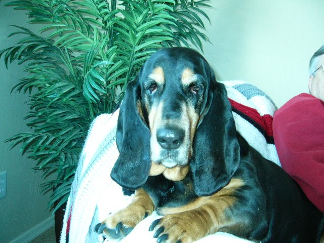 Gertie
