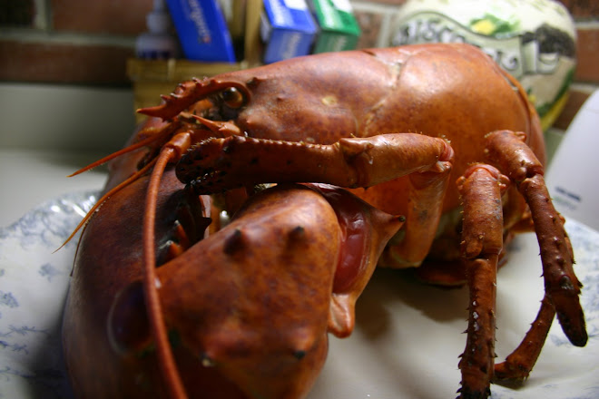 13 lb. Lobster - Smallest One The Guy Had