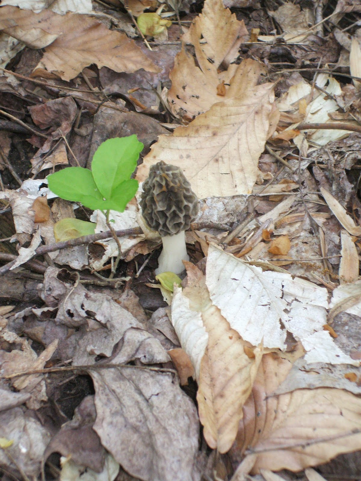 charlotte's cheese dreams Hunting Morels