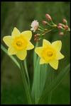 National Emblem of Wales-Golden Light of Christ