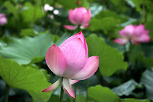 Lotus Bud