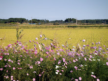 View from the Highway