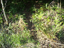 Mysterious Trail Next to Railroad Tracks