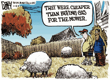 Lol Sheep