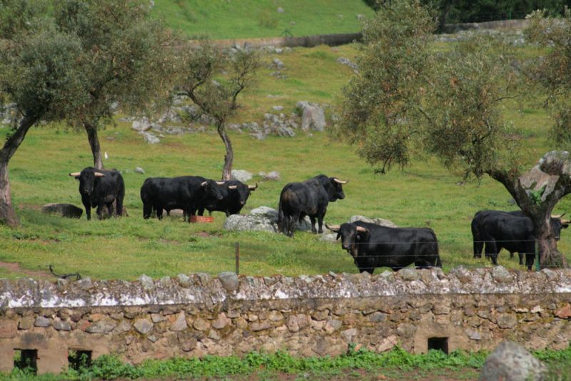 FOTO+TOROS+EN+EL+CAMPO.jpg